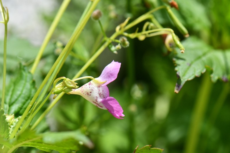 Impatiens thomsonii photo 4