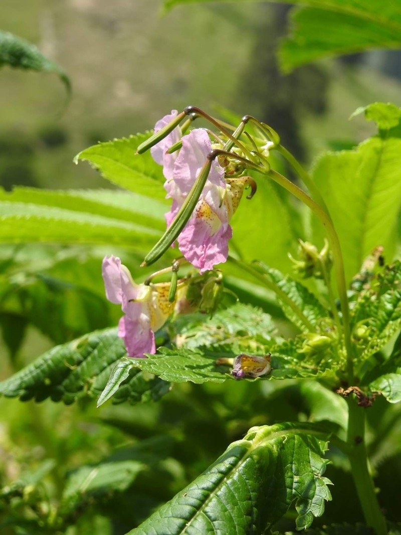Impatiens thomsonii photo 5