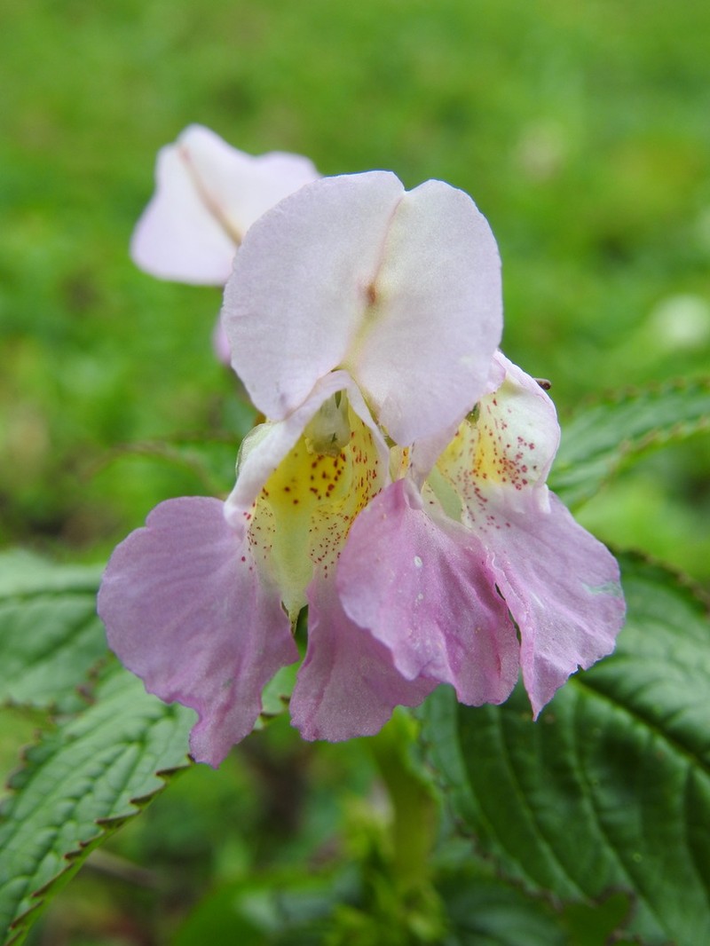 Impatiens thomsonii photo 7