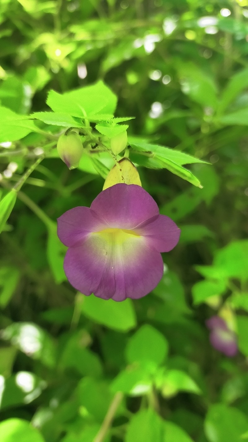 Impatiens thunbergioides