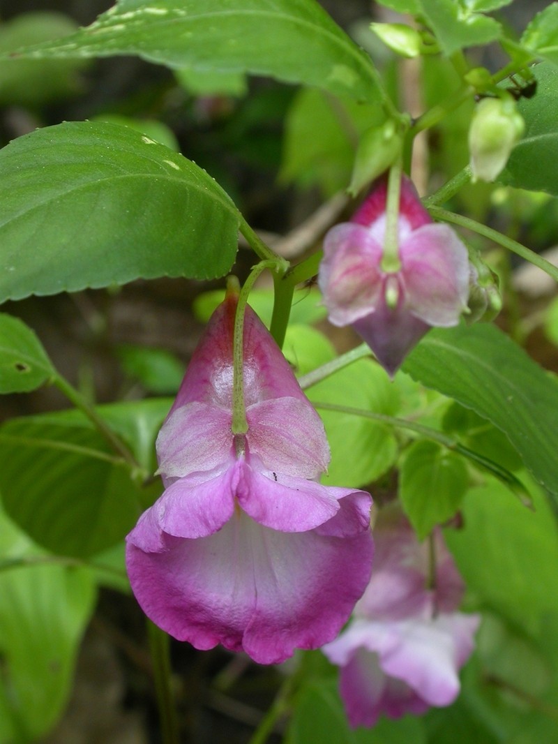 Impatiens thunbergioides photo 2