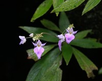 Impatiens thwaitesii