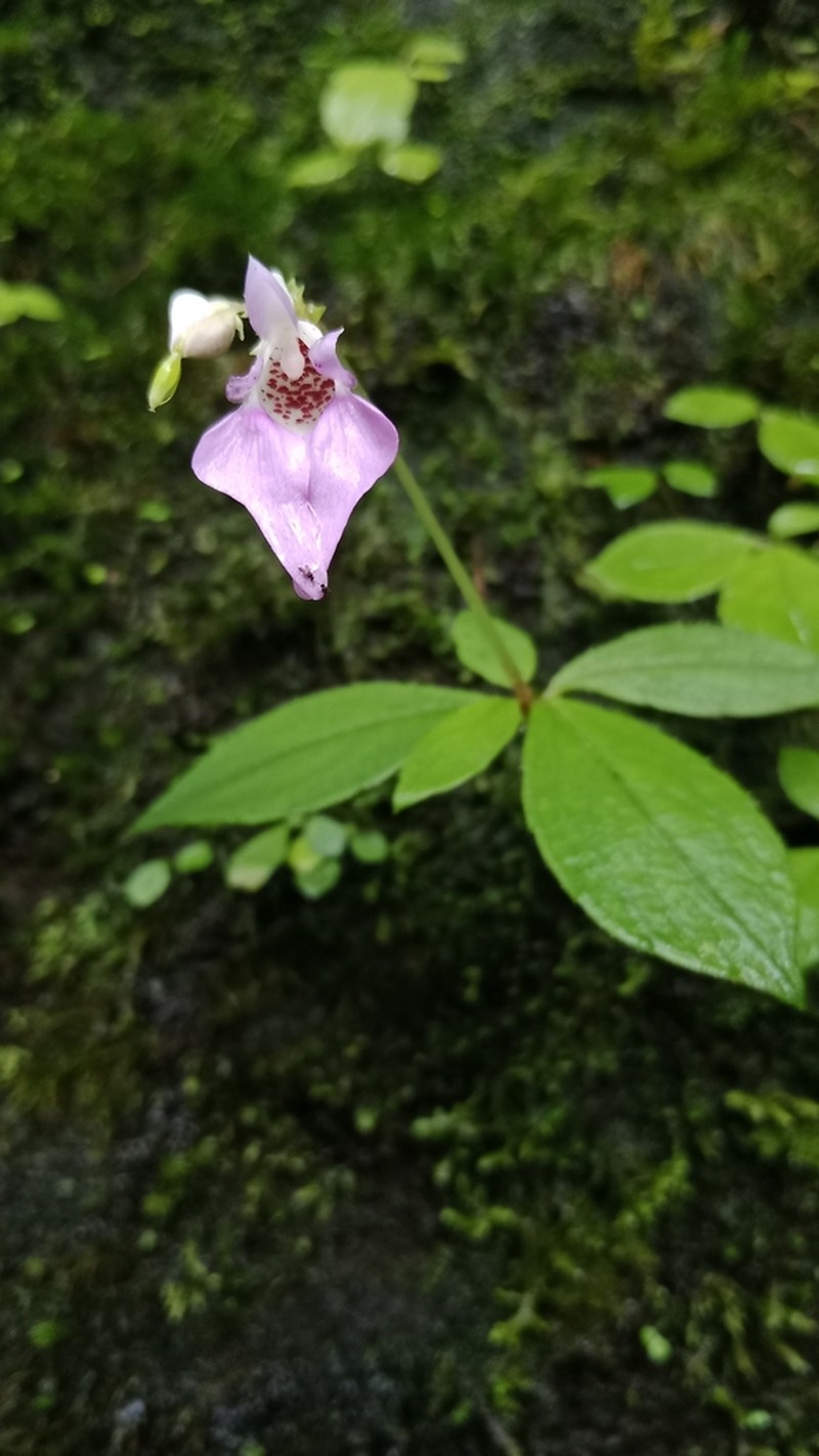 Impatiens thwaitesii photo 2