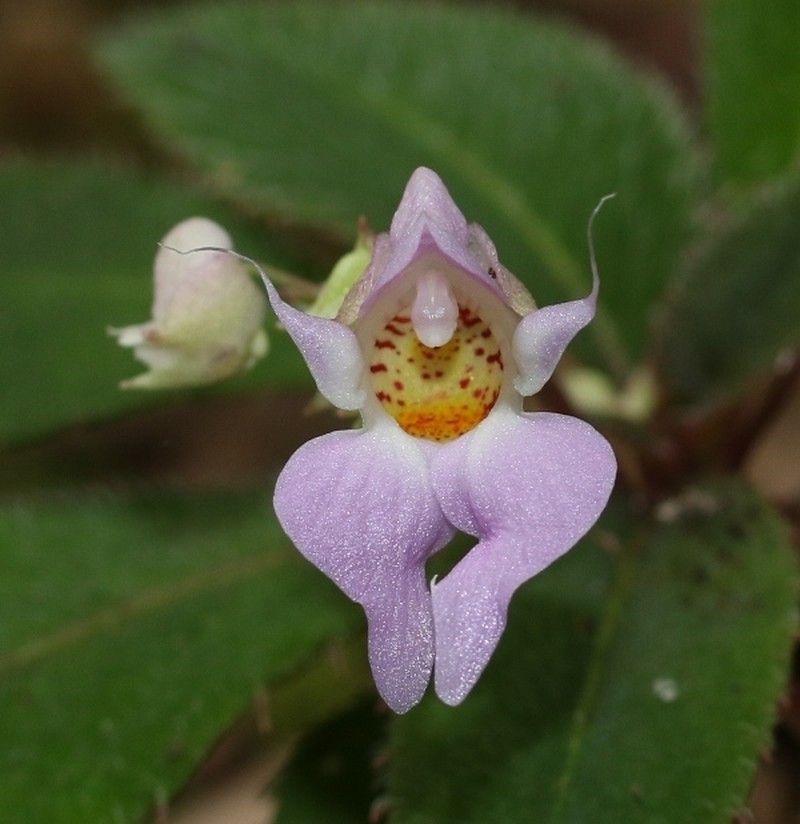 Impatiens thwaitesii photo 3