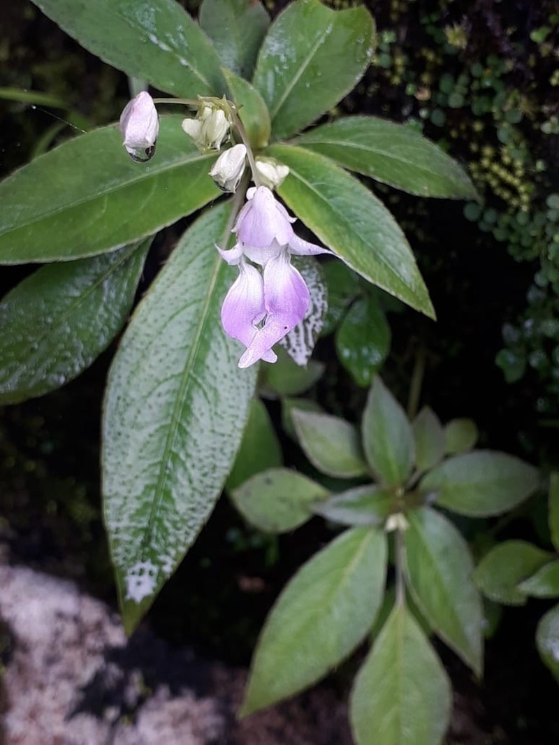 Impatiens thwaitesii photo 4