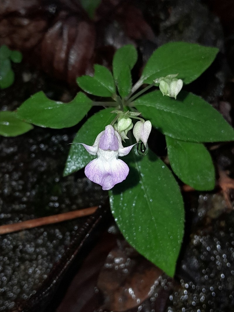 Impatiens thwaitesii photo 5