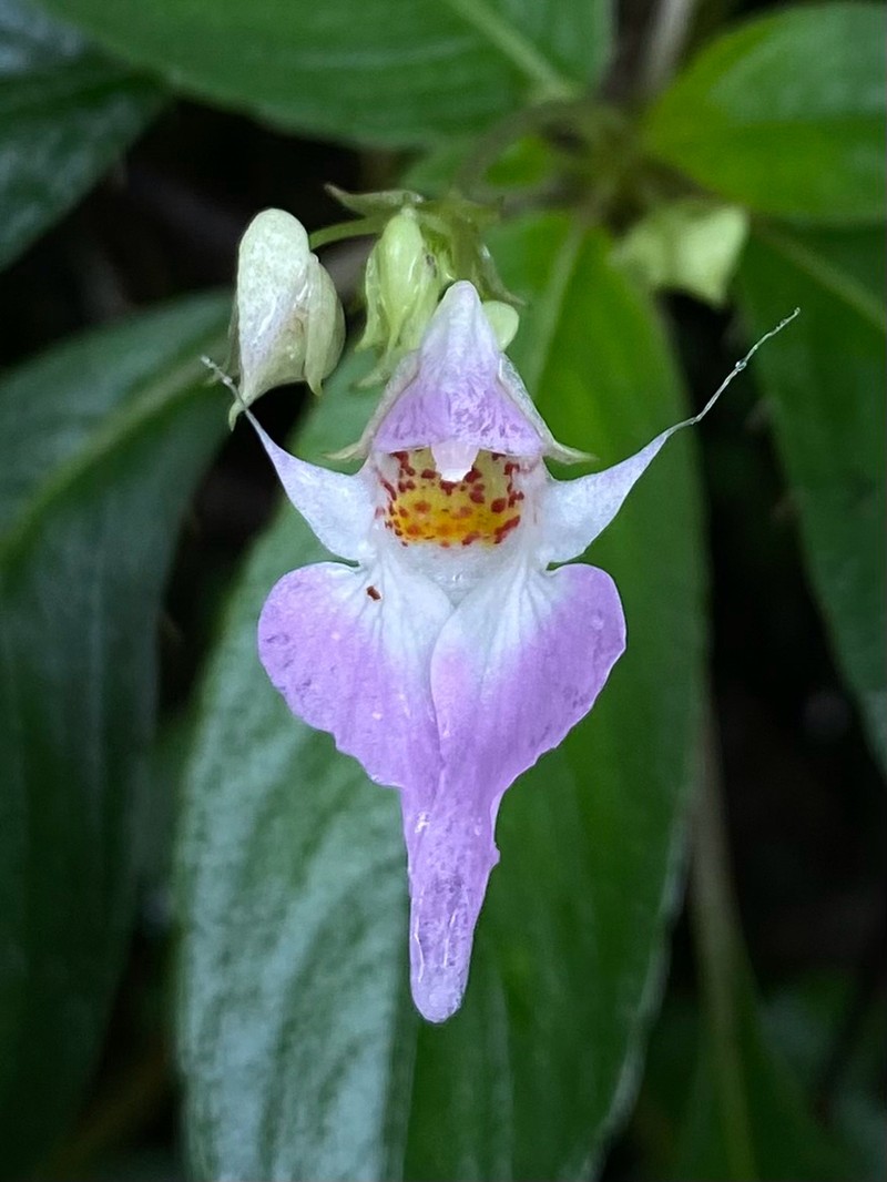 Impatiens thwaitesii photo 6
