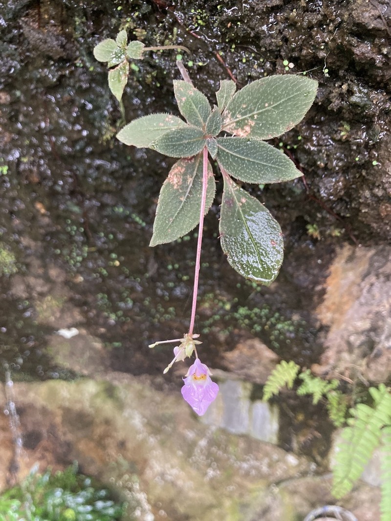 Impatiens thwaitesii photo 7