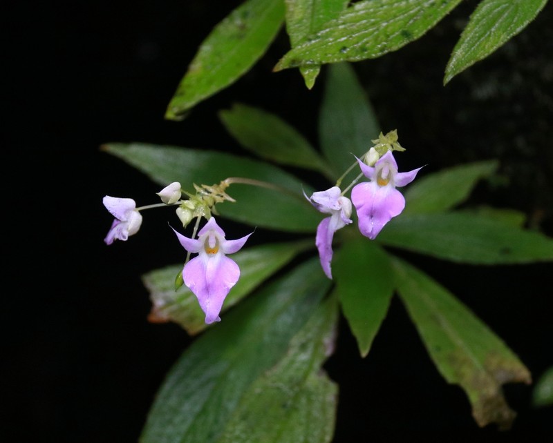 Impatiens thwaitesii photo 8