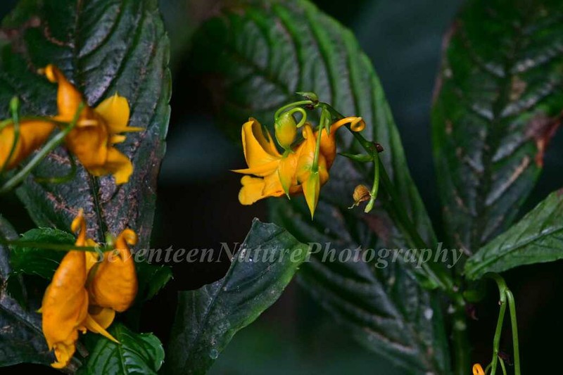 Impatiens tianlinensis