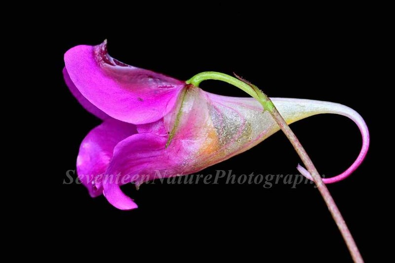 Impatiens tienchuanensis