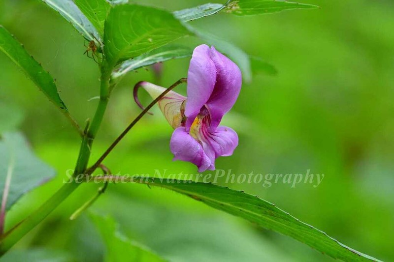 Impatiens tienchuanensis photo 2