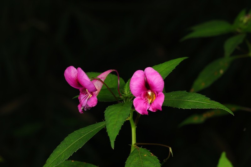 Impatiens tienchuanensis photo 3