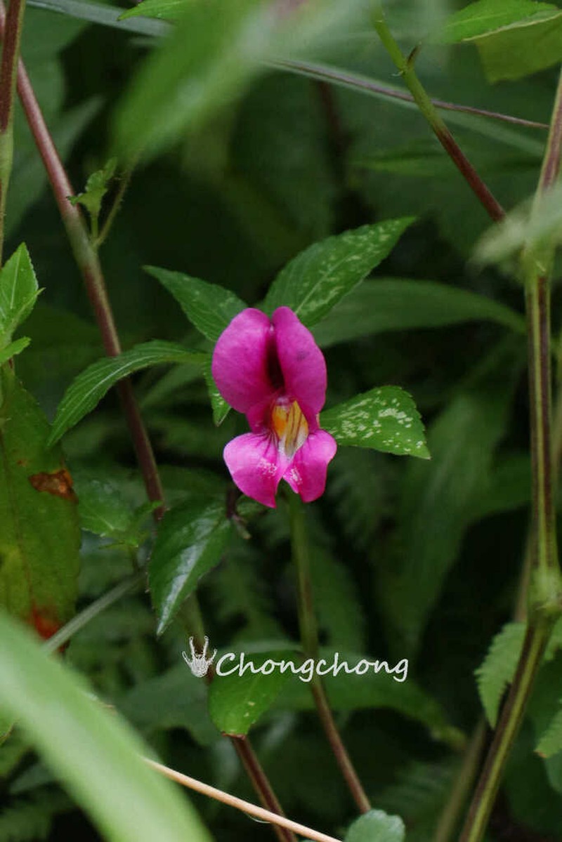 Impatiens tienchuanensis photo 4