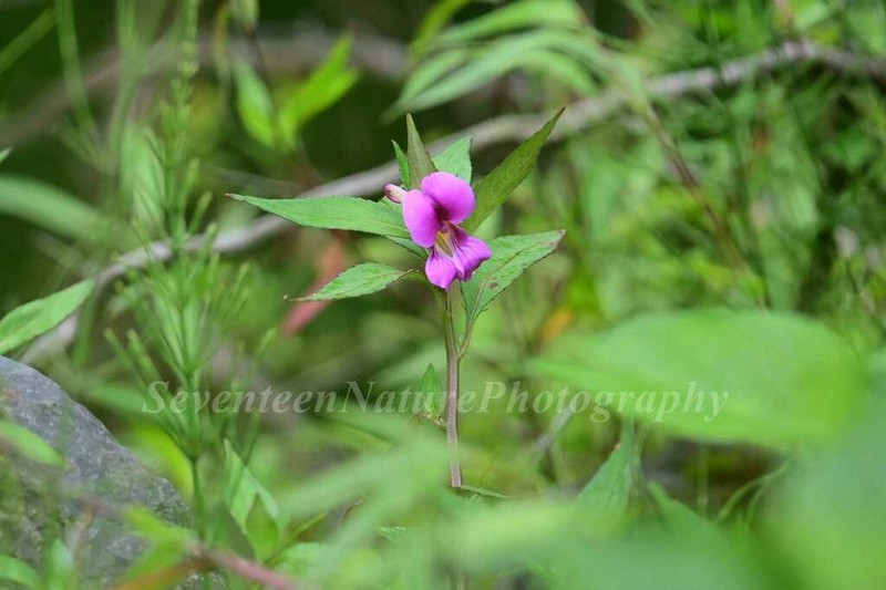 Impatiens tienchuanensis photo 5