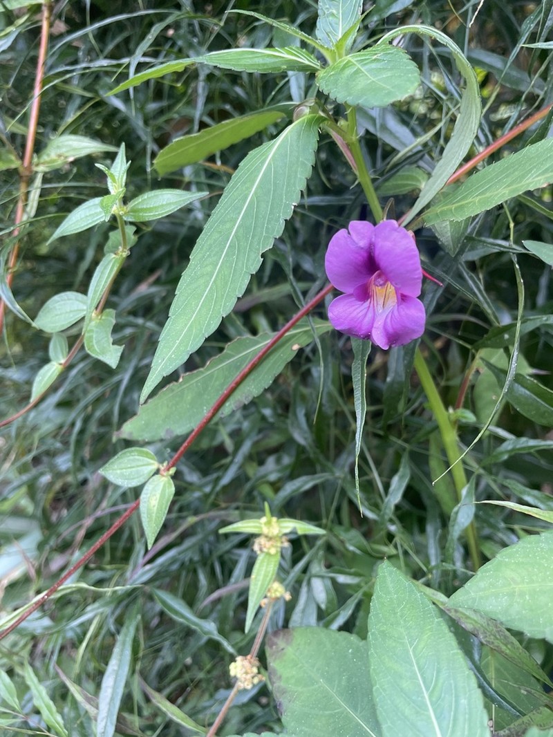 Impatiens tienchuanensis photo 6