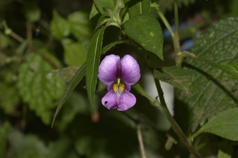 Impatiens tienchuanensis photo 7