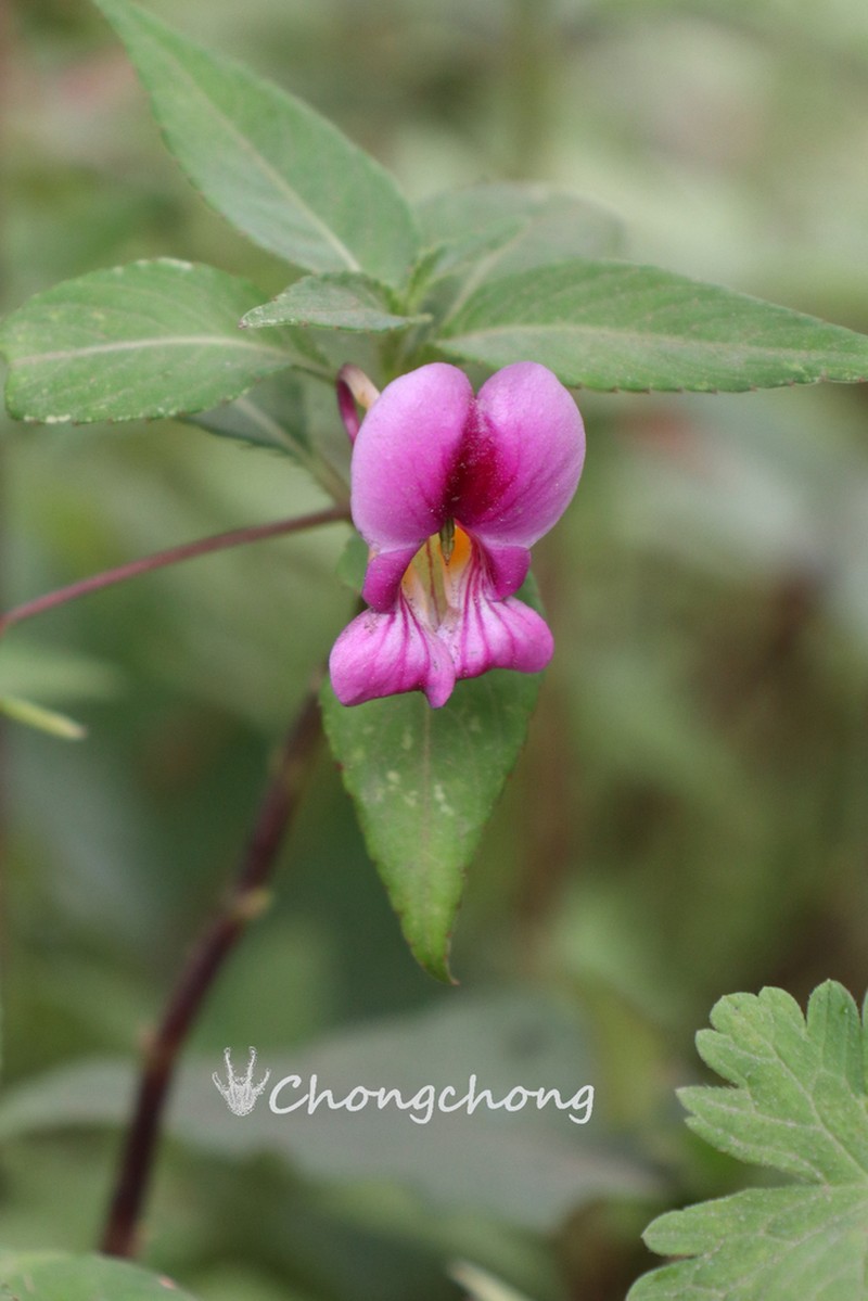 Impatiens tienchuanensis photo 8
