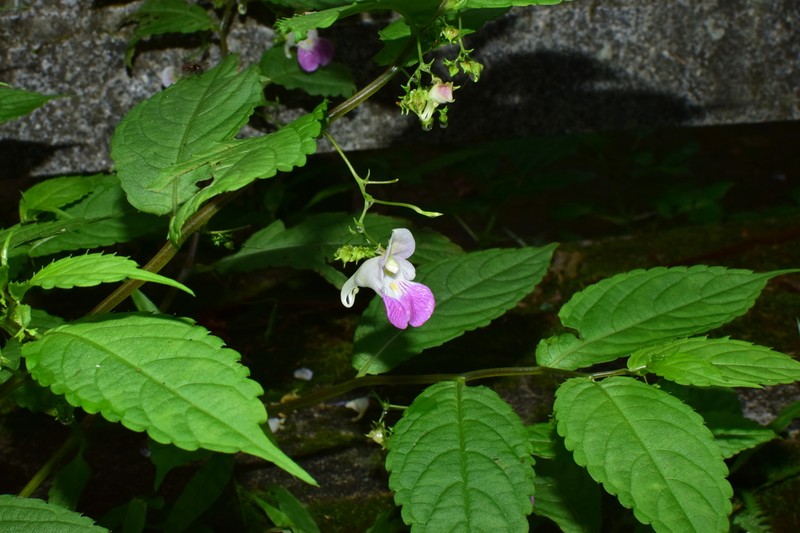 Impatiens tienmushanica