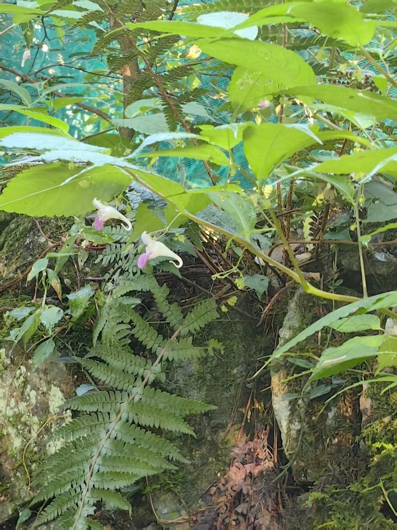 Impatiens tienmushanica photo 2