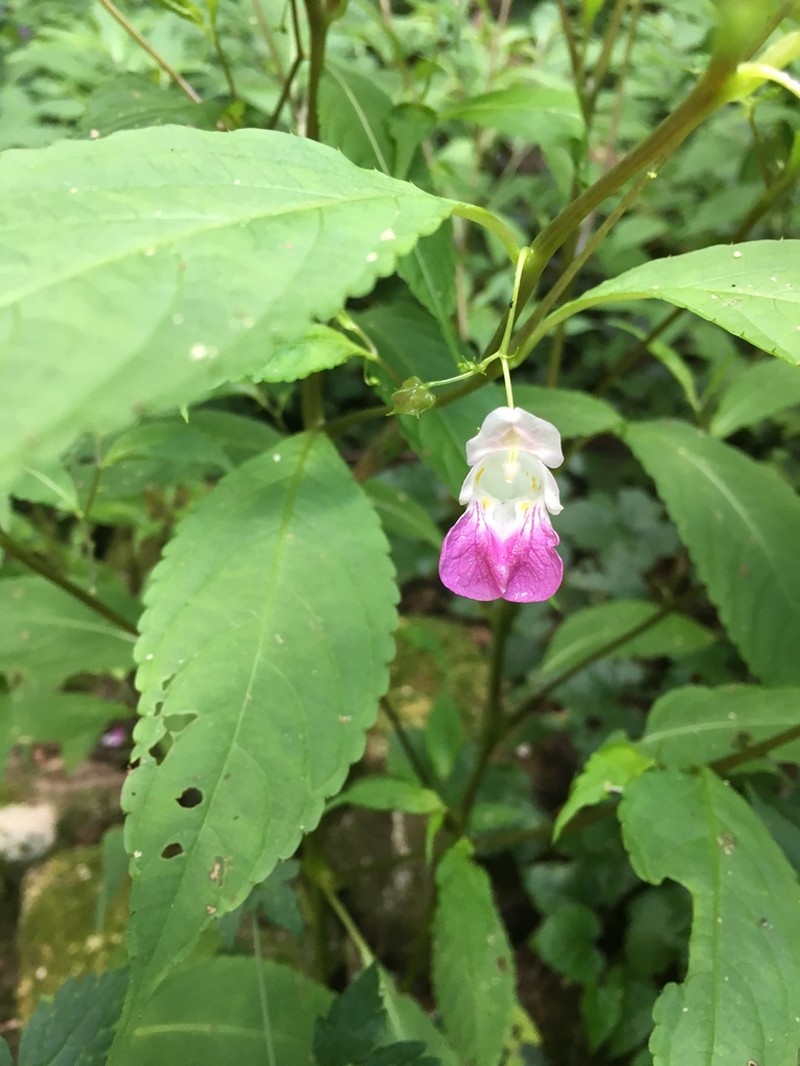 Impatiens tienmushanica photo 3