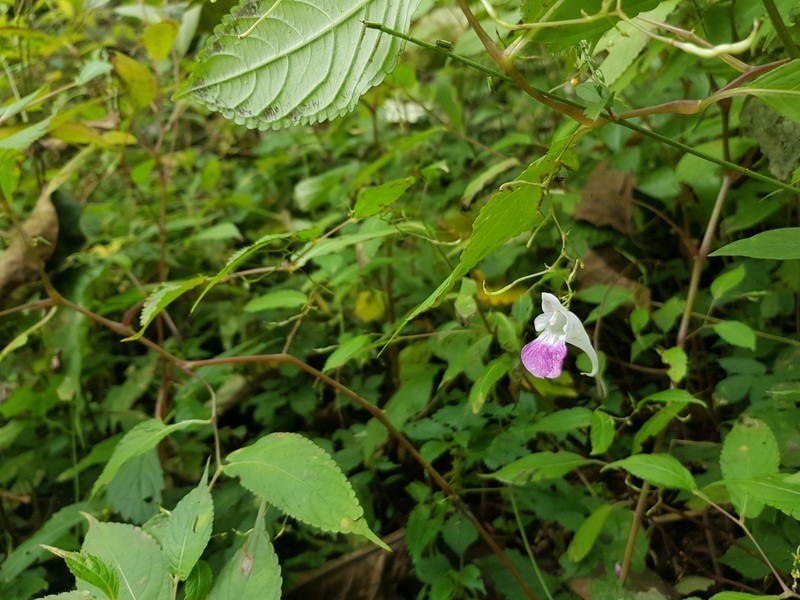 Impatiens tienmushanica photo 4