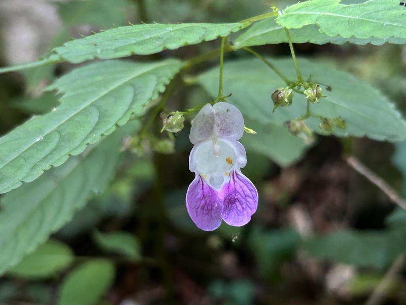 Impatiens tienmushanica photo 5
