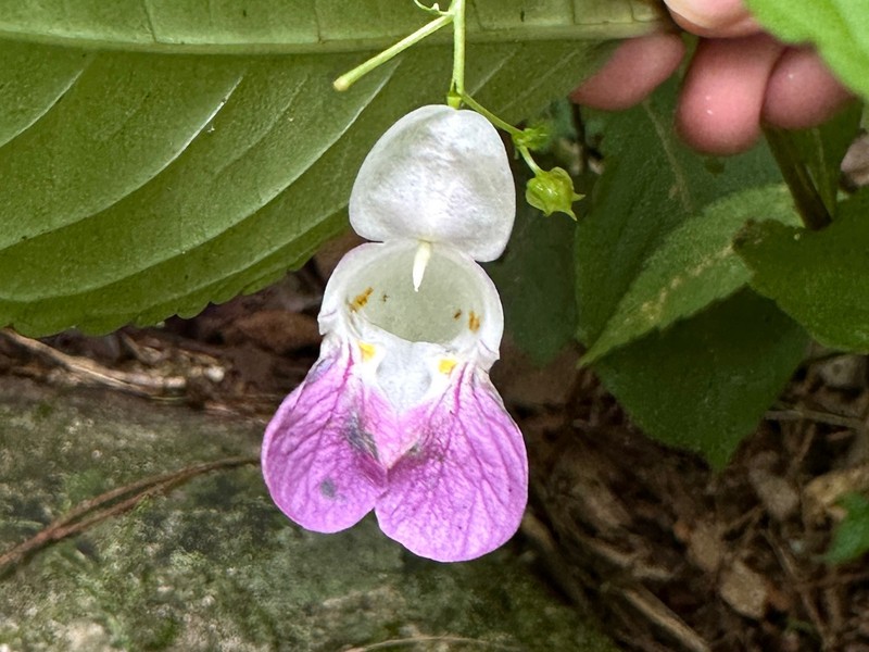 Impatiens tienmushanica photo 6