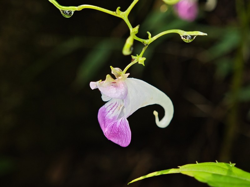 Impatiens tienmushanica photo 7