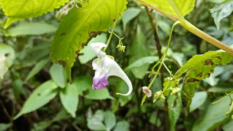Impatiens tienmushanica photo 8