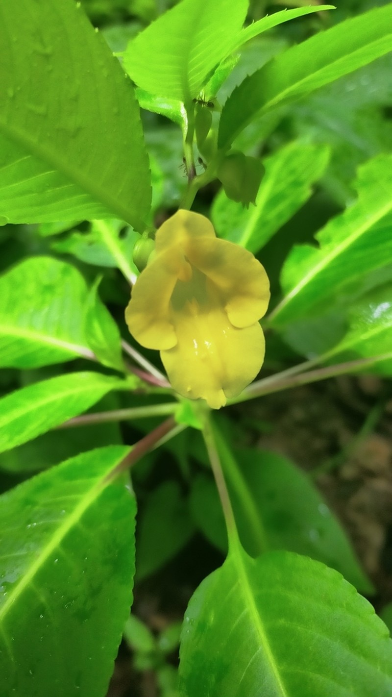 Impatiens tigrina