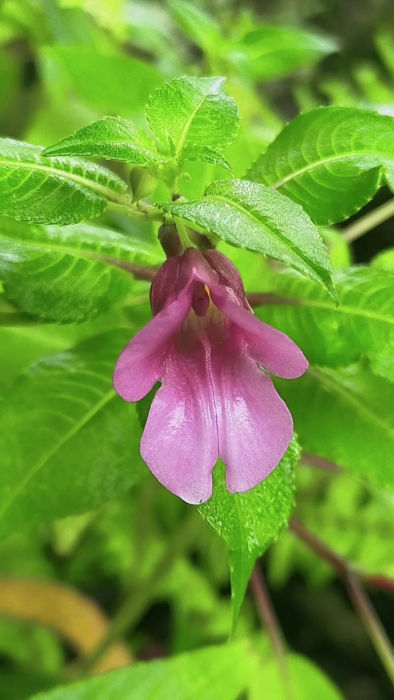 Impatiens tigrina photo 4
