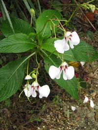 Impatiens tinctoria