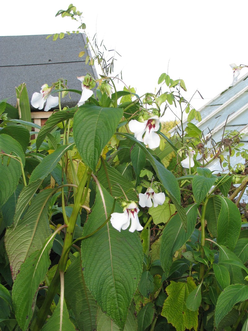 Impatiens tinctoria photo 2