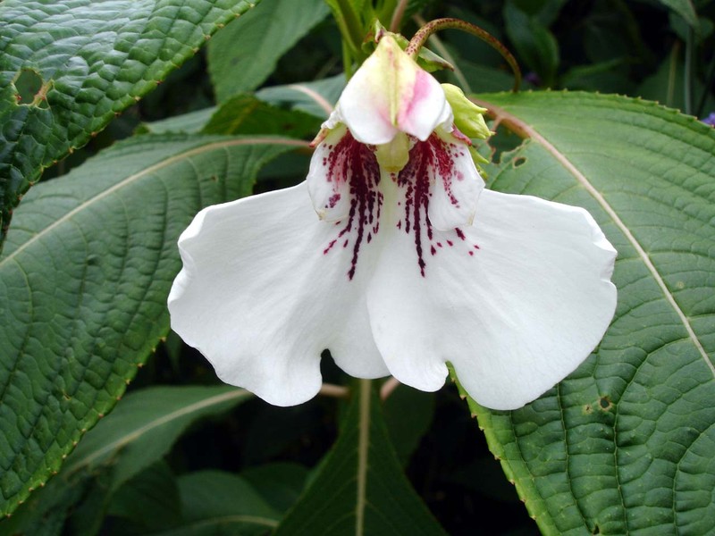 Impatiens tinctoria photo 3