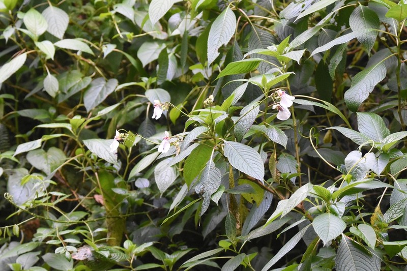 Impatiens tinctoria photo 4