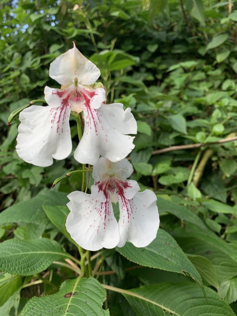 Impatiens tinctoria photo 5
