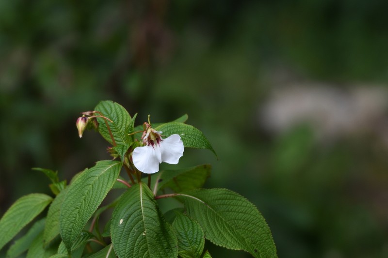 Impatiens tinctoria photo 6