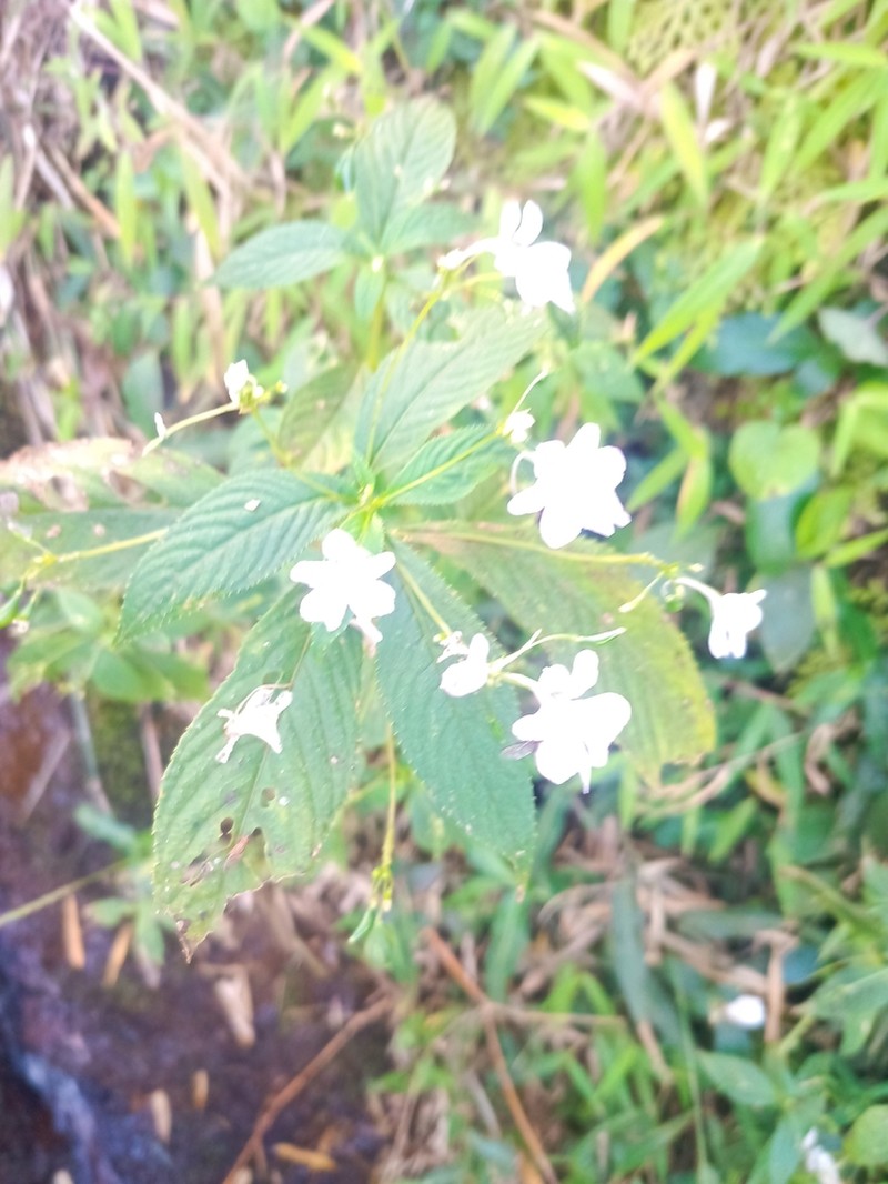 Impatiens tinctoria photo 7