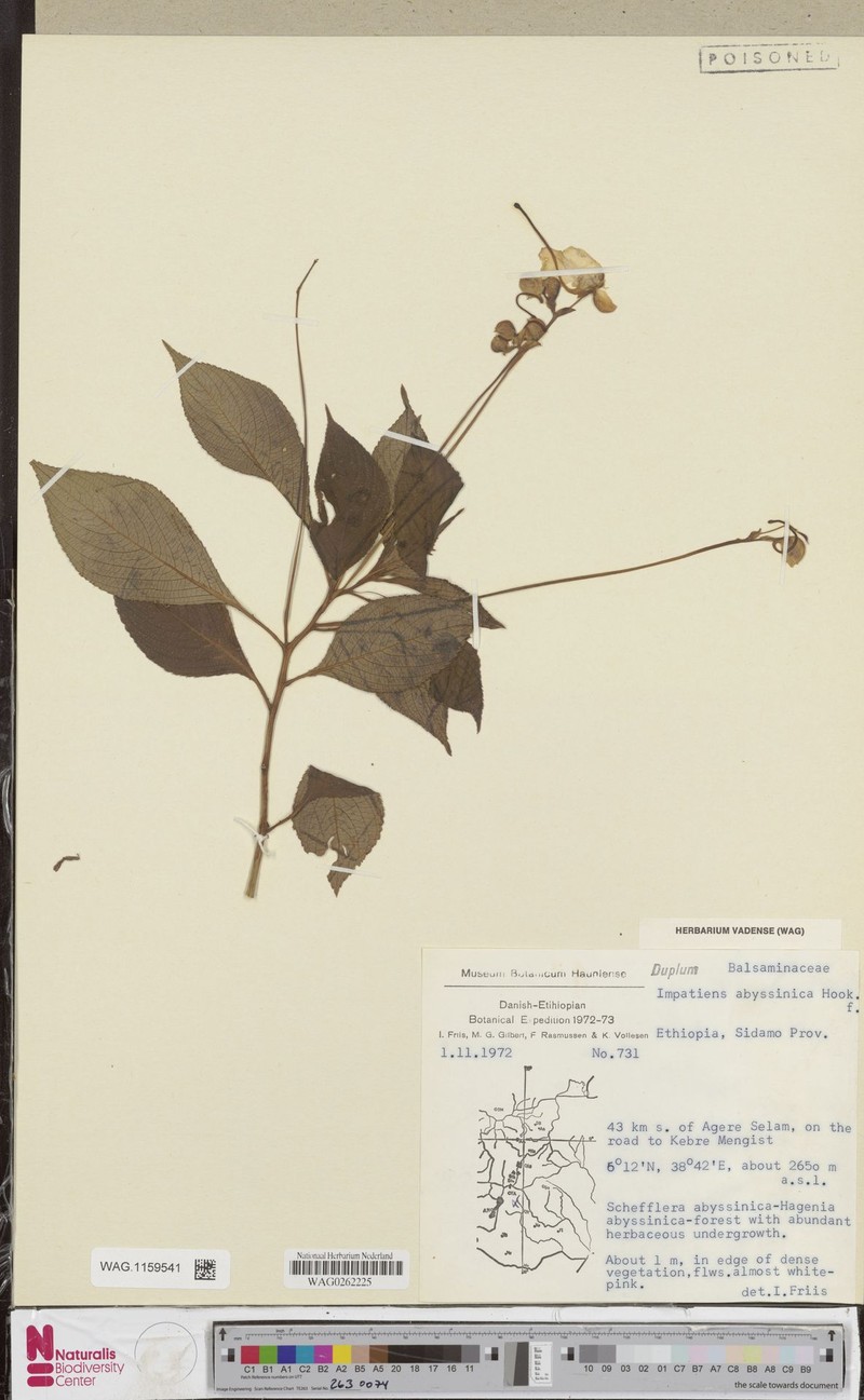 Impatiens tinctoria subsp. abyssinica