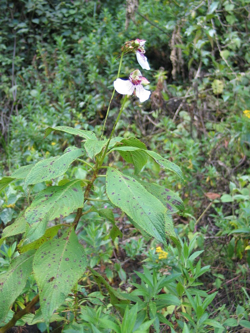 Impatiens tinctoria subsp. elegantissima