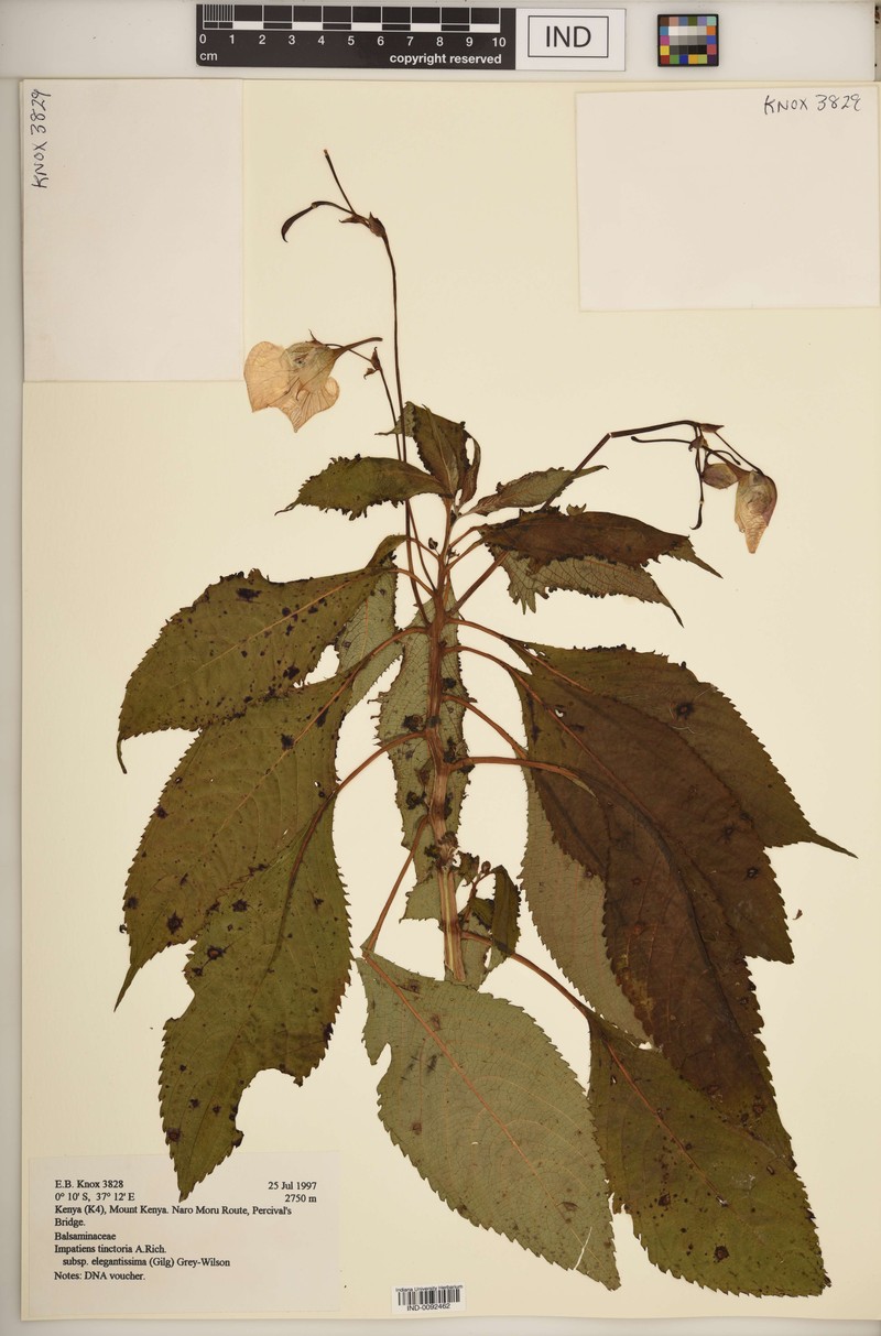 Impatiens tinctoria subsp. elegantissima photo 2