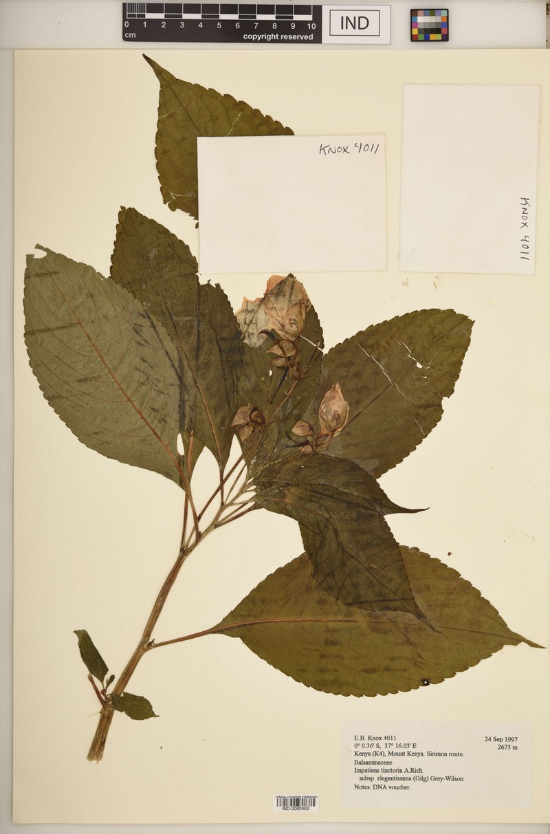 Impatiens tinctoria subsp. elegantissima photo 3