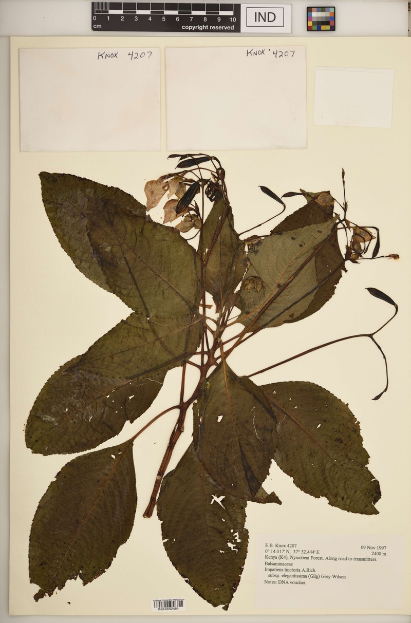 Impatiens tinctoria subsp. elegantissima photo 4