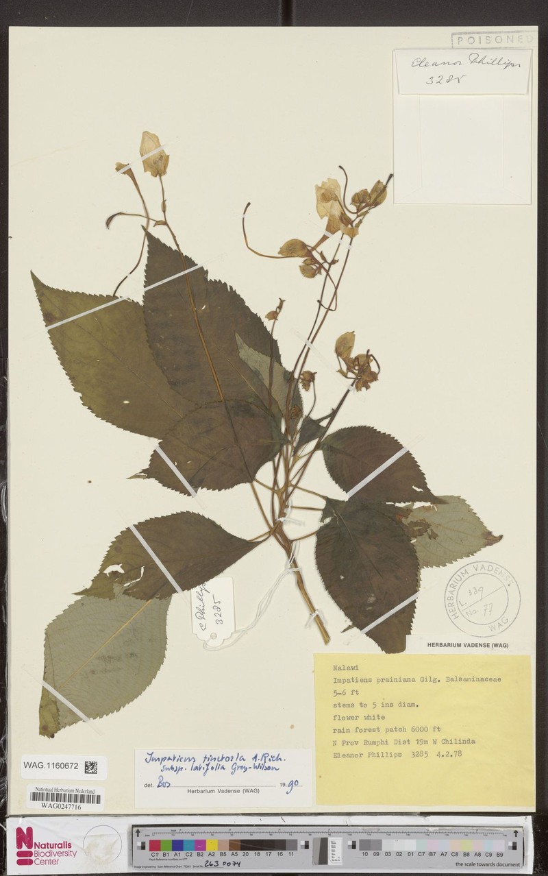 Impatiens tinctoria subsp. latifolia