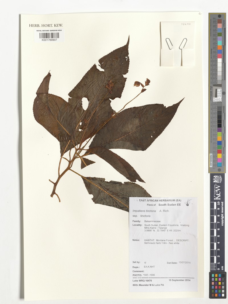 Impatiens tinctoria subsp. tinctoria