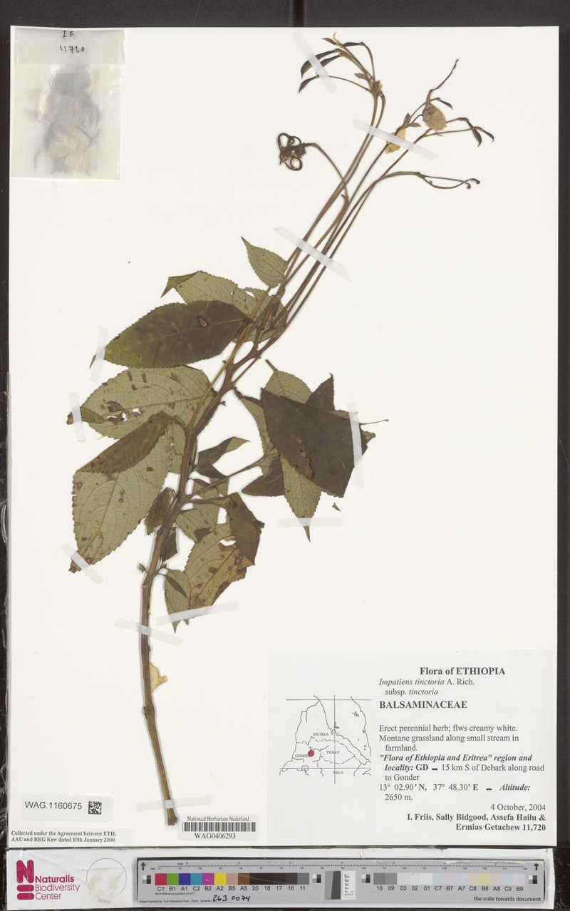 Impatiens tinctoria subsp. tinctoria photo 2