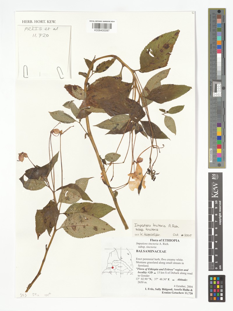 Impatiens tinctoria subsp. tinctoria photo 3