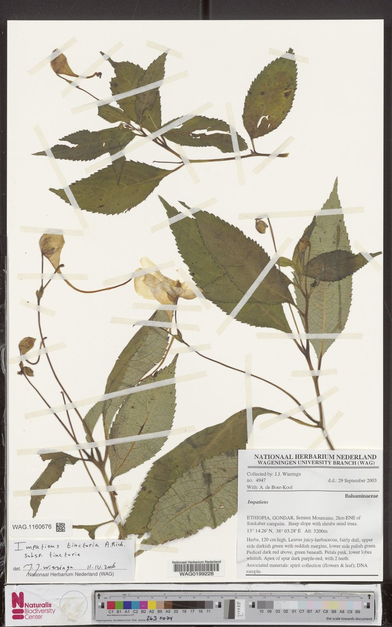 Impatiens tinctoria subsp. tinctoria photo 4