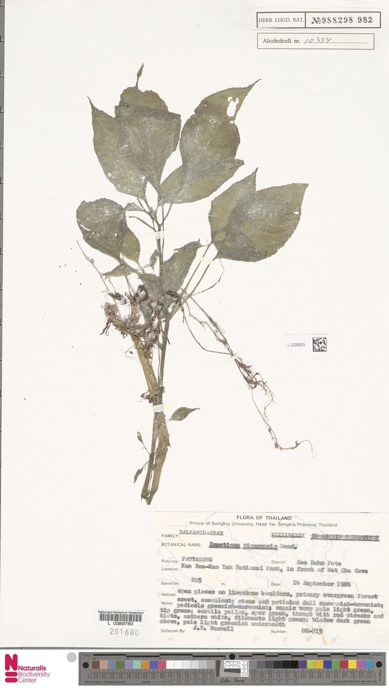 Impatiens tipusensis